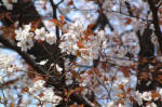 花No.2