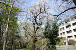 08-04-06樹木No.5
