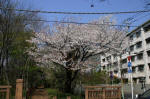 08-04-06樹木No.6