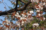 03-04-07枝No.6