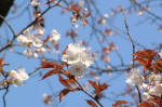 03-04-07花No.6