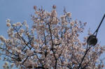 03-04-10枝No.8