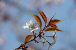花No.13