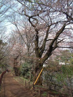 樹木No.14