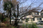 05-04-06樹木No.17