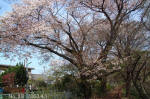 2003.4.10樹木No.18