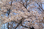 03-04-10枝No.18
