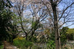 08-04-06樹木No.21