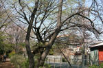 08-04-06樹木No.24