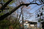 08-04-06樹木No.26