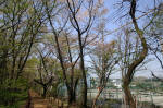 08-04-06樹木No.30