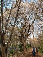 03-04-07樹木No.31