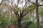 03-04-14樹木No.32 