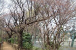 03-04-01樹木No.33