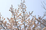 04-04-01枝No.33