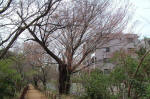 03-04-01樹木No.36