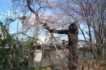 01-04-05樹木No.37