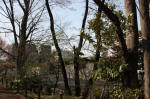 10-04-06樹木No.38