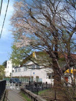 01-04-05樹木No.41