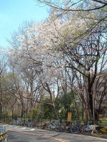 01-04-05樹木No.42