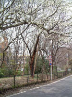 03-04-04樹木No.43