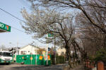 10-04-06樹木No.44