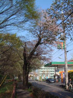 02-04-01樹木No.46