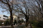 10-04-06樹木No.48