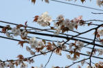 10-04-06枝No.48