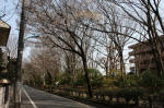 10-04-06樹木No.49