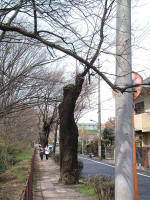 03-04-04樹木No.50