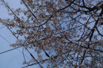 03-04-10枝No.50