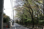 08-04-06樹木No.52