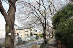 10-04-06樹木No.55