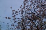 03-04-10樹木No.57
