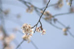 04-04-01花No.57