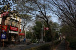 10-04-11樹木No.104