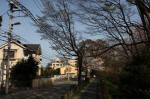 10-04-11樹木No.115