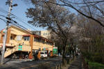 10-04-11樹木No.123