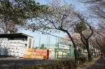 10-04-11樹木No.131