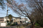 10-04-11樹木No.148