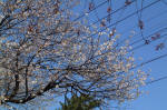 03-04-06枝No.308