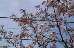 03-04-11枝No.311