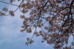 03-04-11枝No.323