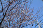 03-04-06枝No.329