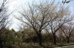 10-03-27樹木No.332