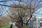 03-04-06樹木No.334