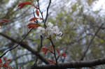 03-04-11花No.334
