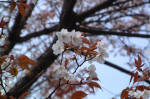 03-04-11花No.347