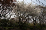09-04-08樹木No.360